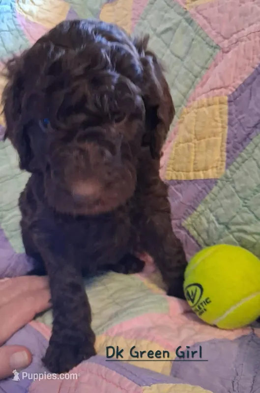 Dk Green – Labradoodle puppy for sale in Tellico Plains, TN