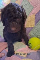 Dk Green, a female Labradoodle for sale in Tellico Plains, TN – Photo 1 of 2