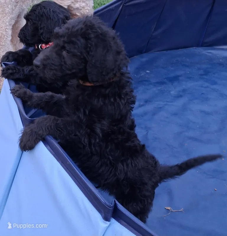 Brownie Boy – Labradoodle puppy for sale in Tellico Plains, TN