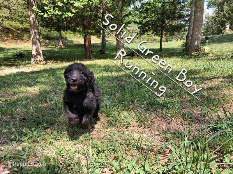 Solid Green Boy aka Brownie Boy (changed collar) – Labradoodle puppy for sale in Tellico Plains, TN