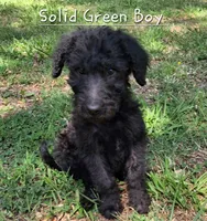 Solid Green Boy aka Brownie Boy (changed collar), a male Labradoodle for sale in Tellico Plains, TN – Photo 2 of 4