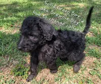 Solid Green Boy aka Brownie Boy (changed collar), a male Labradoodle for sale in Tellico Plains, TN – Photo 3 of 4