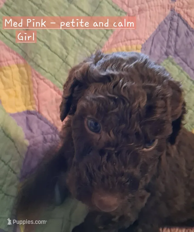 Med. Pink – Labradoodle puppy for sale in Tellico Plains, TN