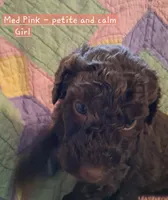 Med. Pink, a female Labradoodle for sale in Tellico Plains, TN – Photo 1 of 2