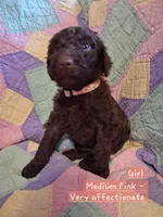 Med. Pink, a female Labradoodle for sale in Tellico Plains, TN – Photo 2 of 2