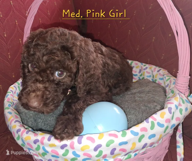 Med. Pink – Labradoodle puppy for sale in Tellico Plains, TN