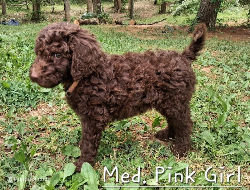 Med. Pink – Labradoodle puppy for sale in Tellico Plains, TN