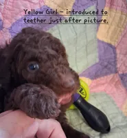 Yellow, a female Labradoodle for sale in Tellico Plains, TN – Photo 1 of 2