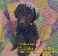 Yellow, a female Labradoodle for sale in Tellico Plains, TN – Photo 2 of 2