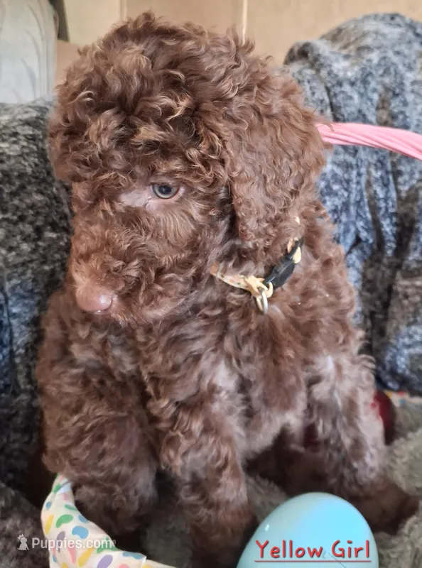 Yellow – Labradoodle puppy on hold in Tellico Plains, TN