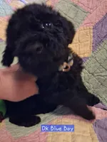 Dk Blue, a male Labradoodle for sale in Tellico Plains, TN – Photo 1 of 2