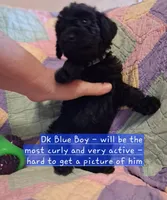 Dk Blue, a male Labradoodle for sale in Tellico Plains, TN – Photo 2 of 2