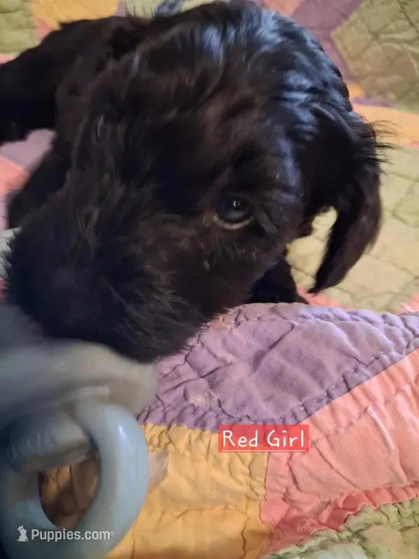 Red  – Labradoodle puppy for sale in Tellico Plains, TN