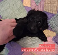 Red , a female Labradoodle for sale in Tellico Plains, TN – Photo 2 of 2