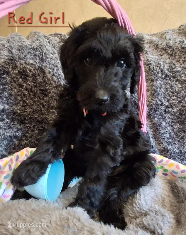 Red  – Labradoodle puppy for sale in Tellico Plains, TN