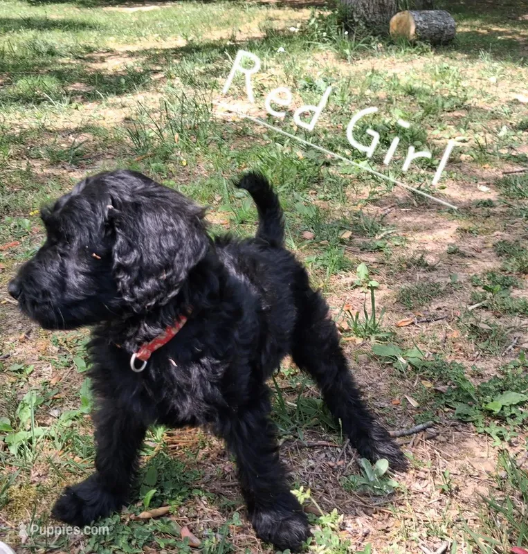 Red  – Labradoodle puppy for sale in Tellico Plains, TN