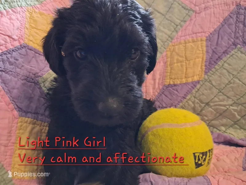 Lt Pink – Labradoodle puppy for sale in Tellico Plains, TN