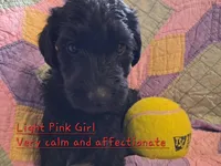 Lt Pink, a female Labradoodle for sale in Tellico Plains, TN – Photo 1 of 2