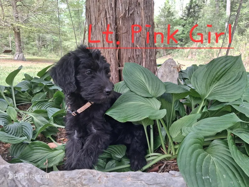 Lt Pink – Labradoodle puppy for sale in Tellico Plains, TN