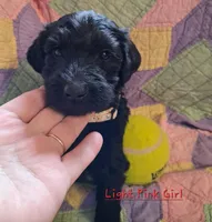 Lt Pink, a female Labradoodle for sale in Tellico Plains, TN – Photo 2 of 2