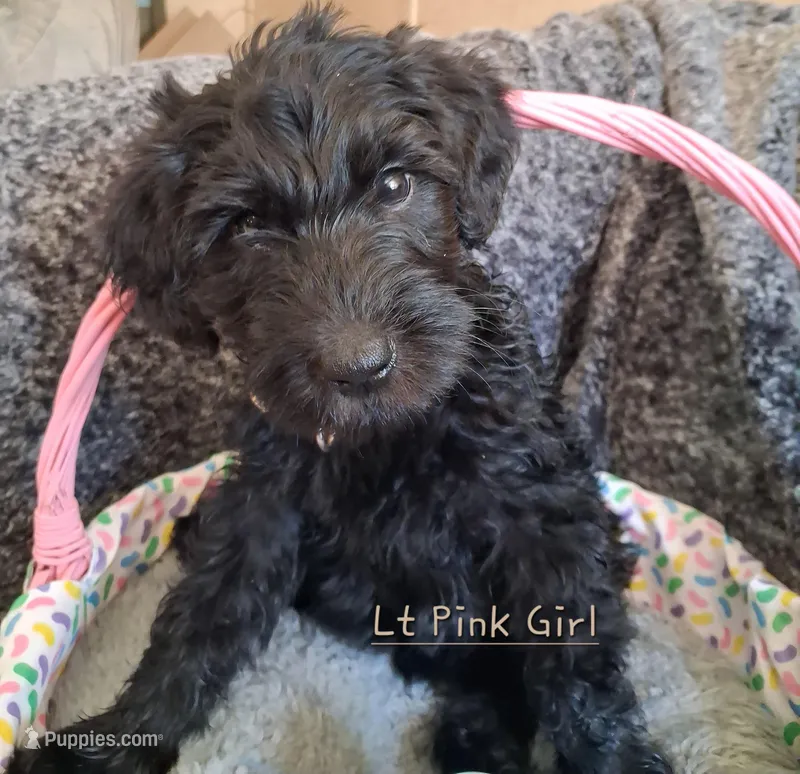 Lt Pink – Labradoodle puppy for sale in Tellico Plains, TN