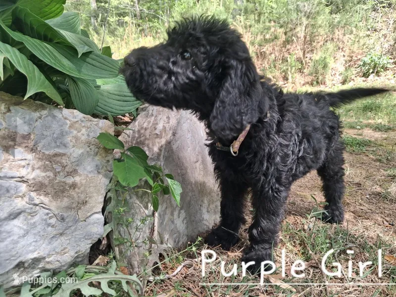 Purple – Labradoodle puppy for sale in Tellico Plains, TN
