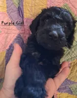 Purple, a female Labradoodle for sale in Tellico Plains, TN – Photo 2 of 2