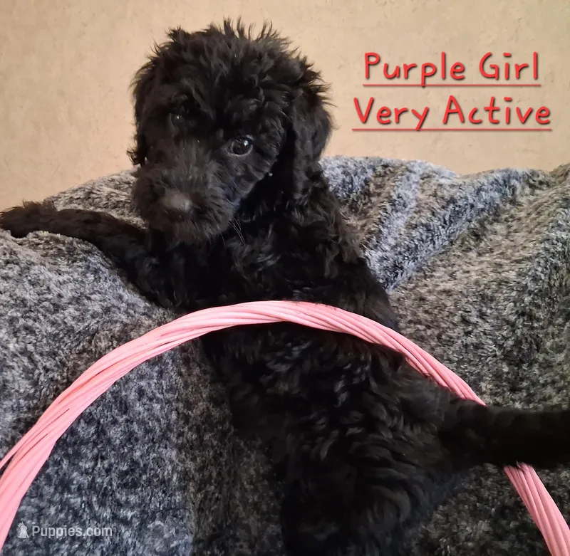 Purple – Labradoodle puppy for sale in Tellico Plains, TN