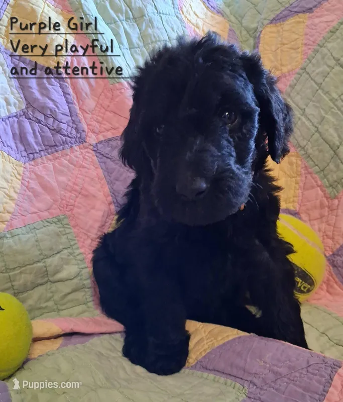 Purple – Labradoodle puppy for sale in Tellico Plains, TN