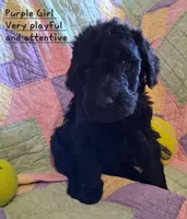 Purple, a female Labradoodle for sale in Tellico Plains, TN – Photo 1 of 2
