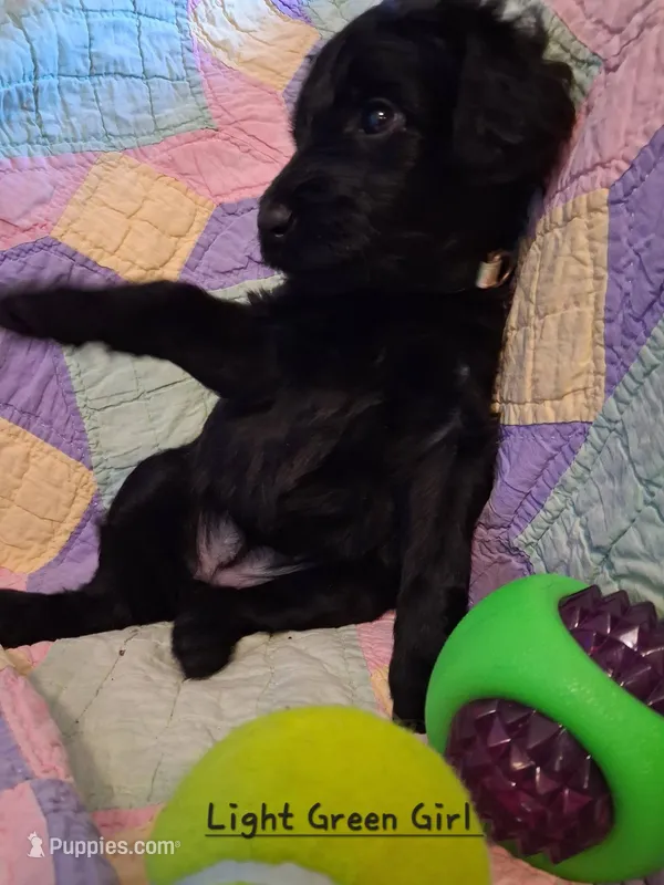 Lt Green – Labradoodle puppy for sale in Tellico Plains, TN