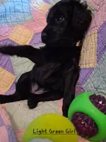 Lt Green, a female Labradoodle for sale in Tellico Plains, TN – Photo 1 of 2