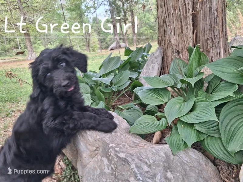 Lt Green – Labradoodle puppy for sale in Tellico Plains, TN