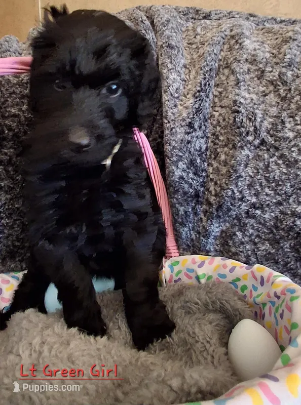 Lt Green – Labradoodle puppy for sale in Tellico Plains, TN