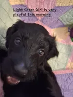 Lt Green, a female Labradoodle for sale in Tellico Plains, TN – Photo 2 of 2