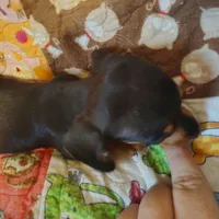 Fred, a male Miniature Dachshund for sale in Summersville, MO – 2 of 4