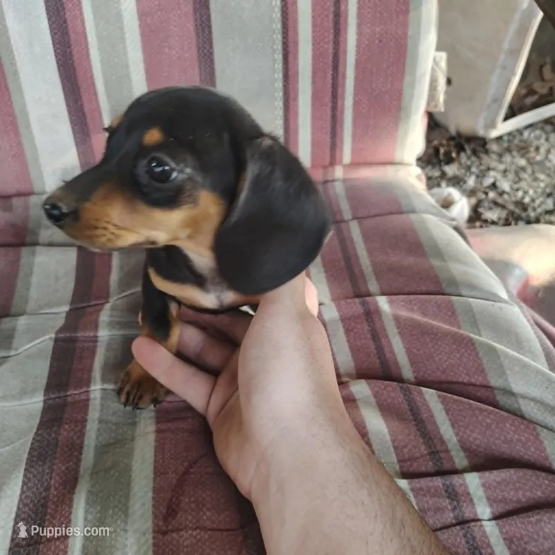 Rosebud, a female Miniature Dachshund for sale in Summersville, MO – 1 of 3