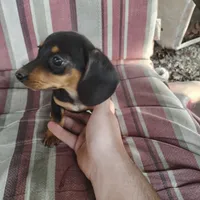 Rosebud, a female Miniature Dachshund for sale in Summersville, MO – 1 of 3