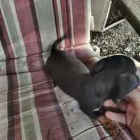 Rosebud, a female Miniature Dachshund for sale in Summersville, MO – 2 of 3