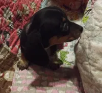 Rascal - AKC Full Rights, a male Miniature Dachshund for sale in Summersville, MO – Photo 2 of 3