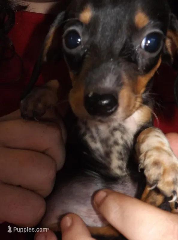 Rascal - AKC Full Rights