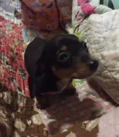 Rascal - AKC Full Rights, a male Miniature Dachshund for sale in Summersville, MO – Photo 3 of 3