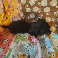 daphne, a female Miniature Dachshund for sale in Summersville, MO – 5 of 5