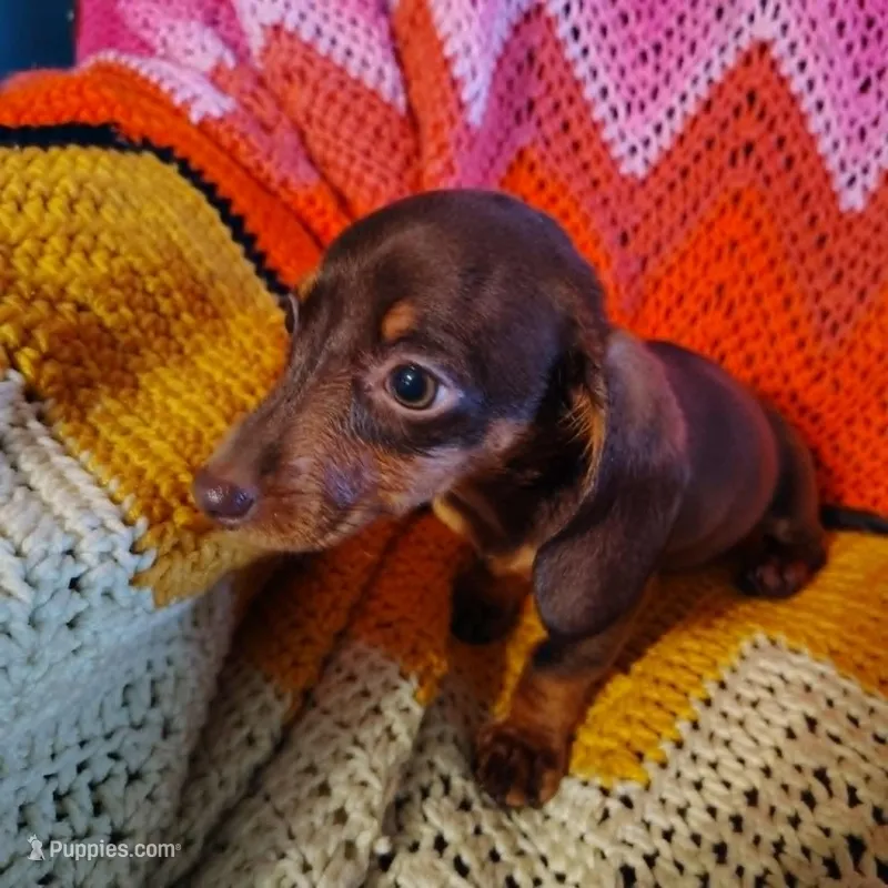 Coco – Miniature Dachshund puppy for sale in Summersville, MO