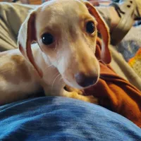 Pickles, a female Miniature Dachshund for sale in Summersville, MO – 3 of 3