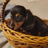 Curly, a male Miniature Dachshund for sale in Summersville, MO – 2 of 4
