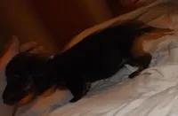 Lily, a female Miniature Dachshund for sale in Summersville, MO – Photo 3 of 3