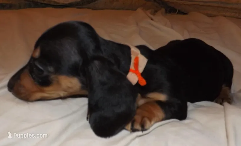 Lily – Miniature Dachshund puppy for sale in Summersville, MO