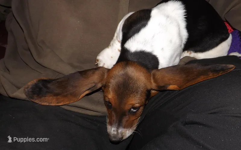 Poly – Basset Hound puppy for sale in Summersville, MO