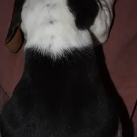 Poly, a female Basset Hound for sale in Summersville, MO – Photo 7 of 7